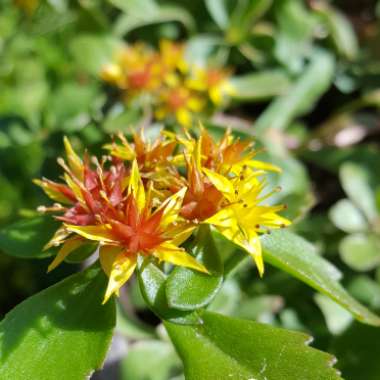 Sedum kamtschaticum var. kamtschaticum 'Variegatum'
