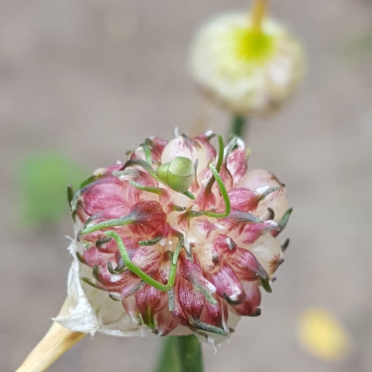 plant image 758966 plant image 758966