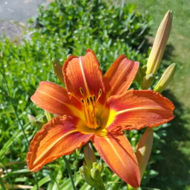 Hemerocallis fulva 'Kwanso' syn. Hemerocallis 'Kwanso'