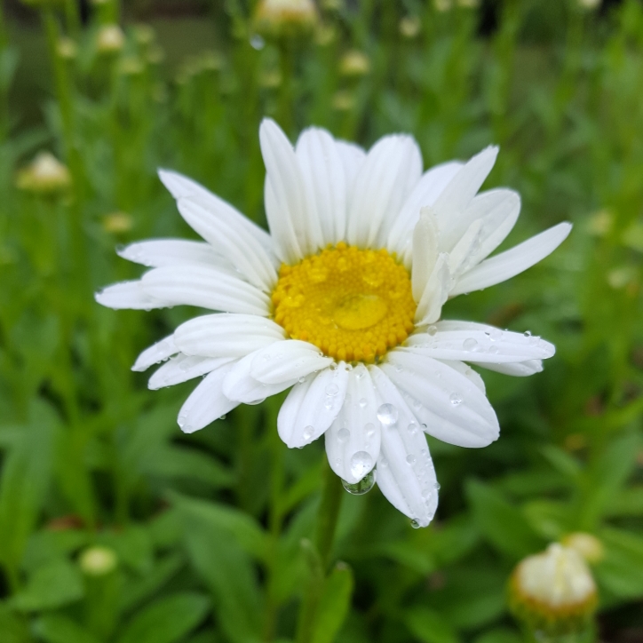 plant image 764076 plant image 764076