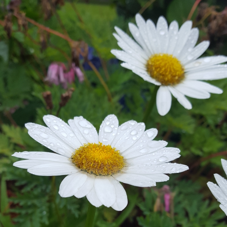 plant image 794993 plant image 794993