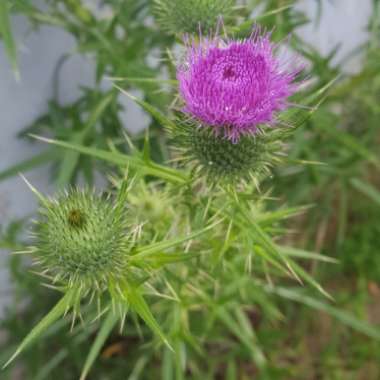 Cirsium vulgare