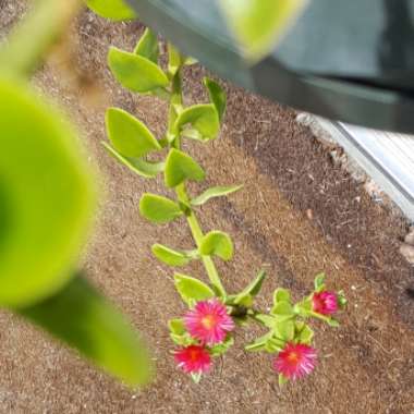 Aptenia cordifolia