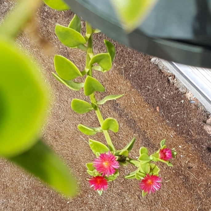 plant image 813155 plant image 813155