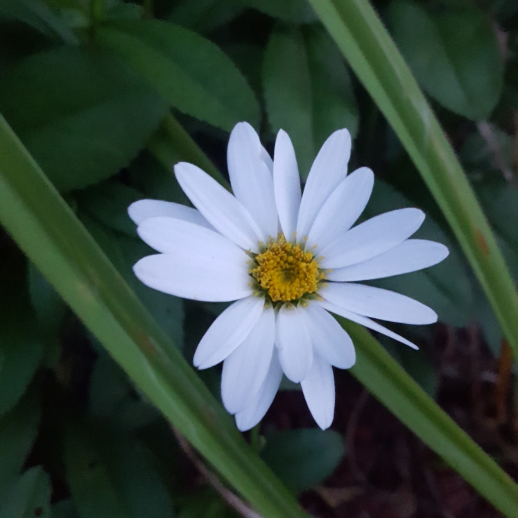 plant image 820104 plant image 820104