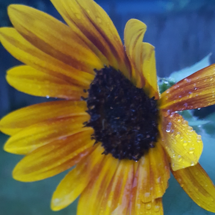 plant image 841502 plant image 841502