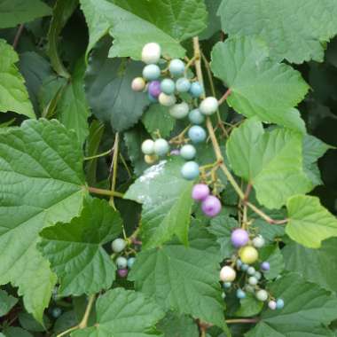 Ampelopsis Brevipedunculata 'Elegans'