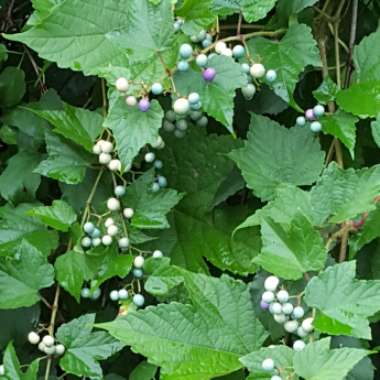 Ampelopsis Brevipedunculata 'Elegans'