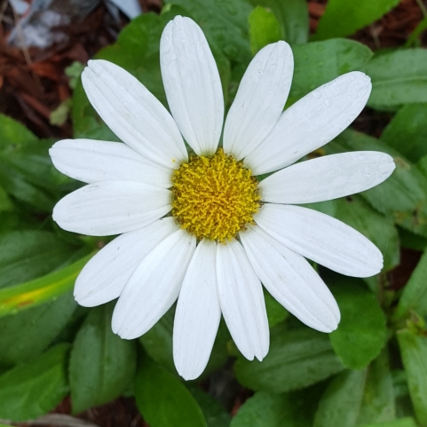 plant image 852303 plant image 852303