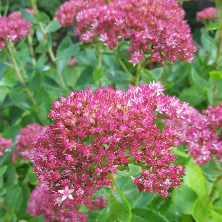 plant image 858101 plant image 858101