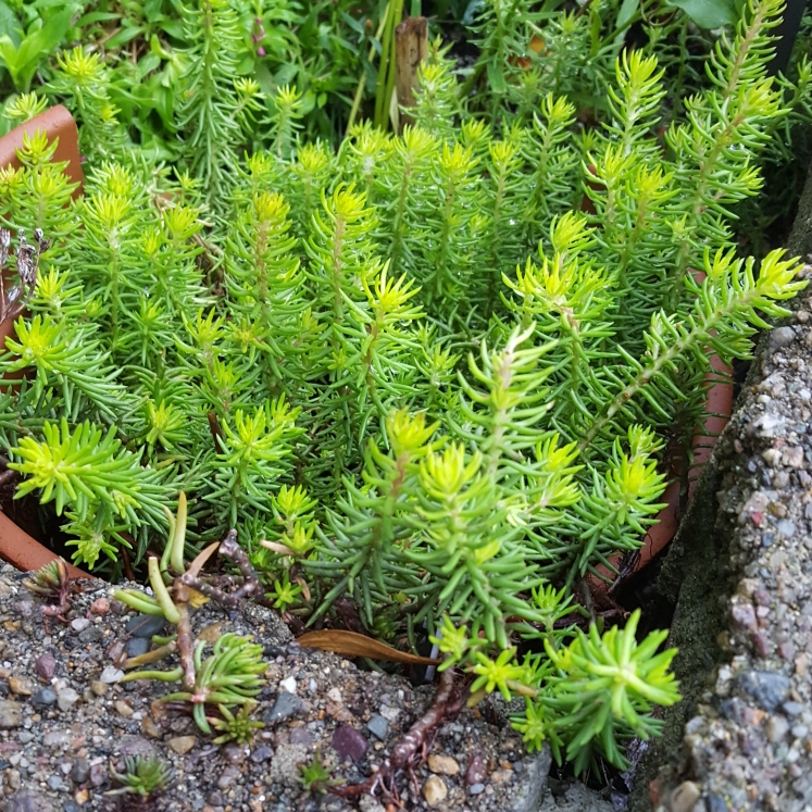 plant image 859276 plant image 859276