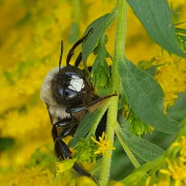 Solidago