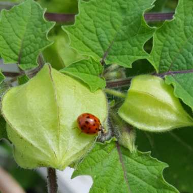 Physalis Pruinosa