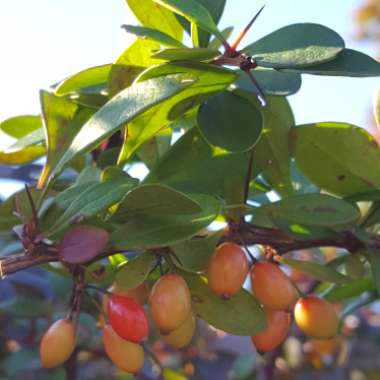 Berberis vulgaris