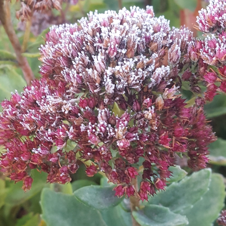 plant image 884822 plant image 884822