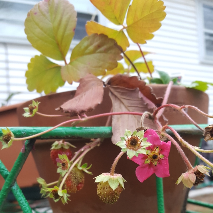 plant image 896085