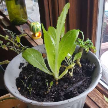 Lactuca sativa 'Parris Island'