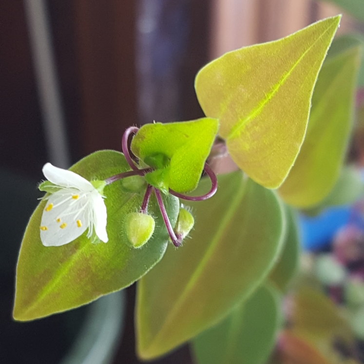 plant image 951159
