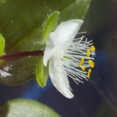 Tradescantia  'Houseplants'