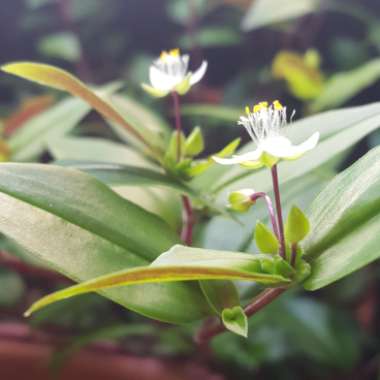 Tradescantia  'Houseplants'