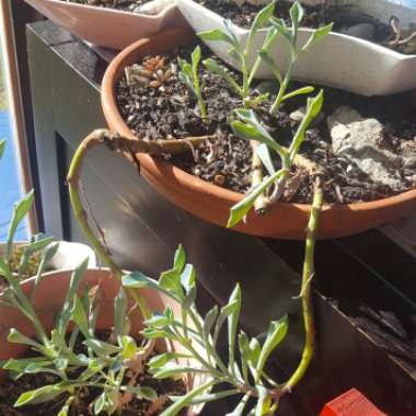 Senecio kleiniiformis