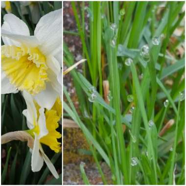 Narcissus 'Canaliculatus'
