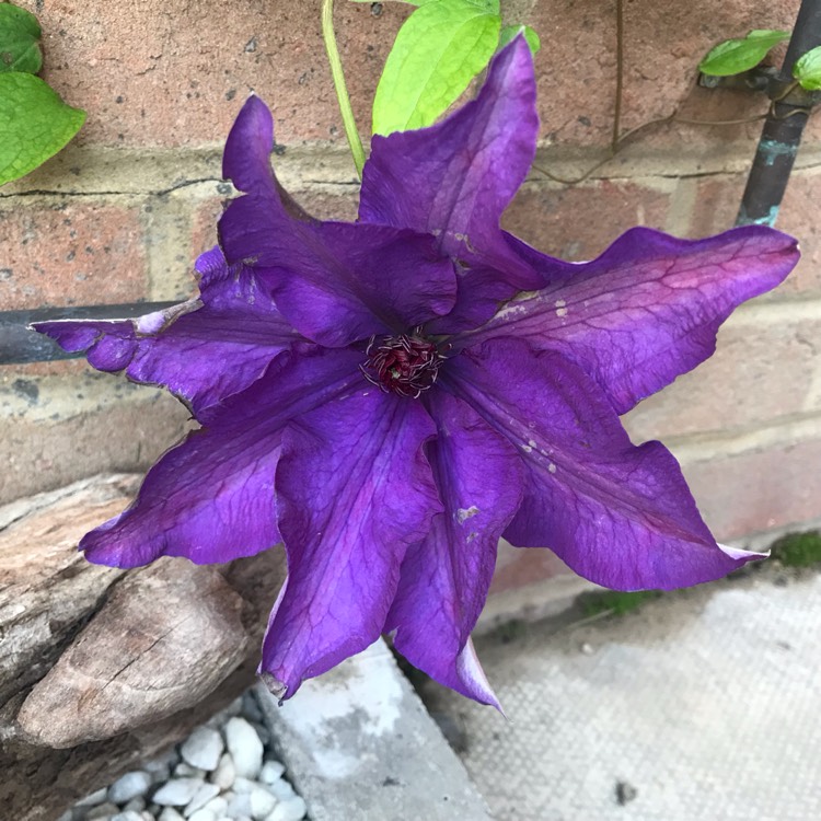 plant image 1067835