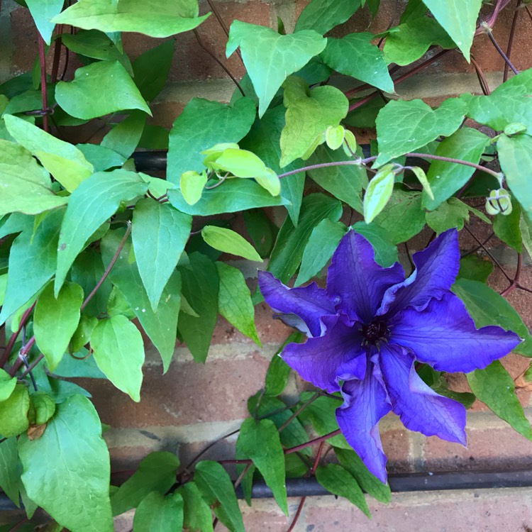 plant image 1334506
