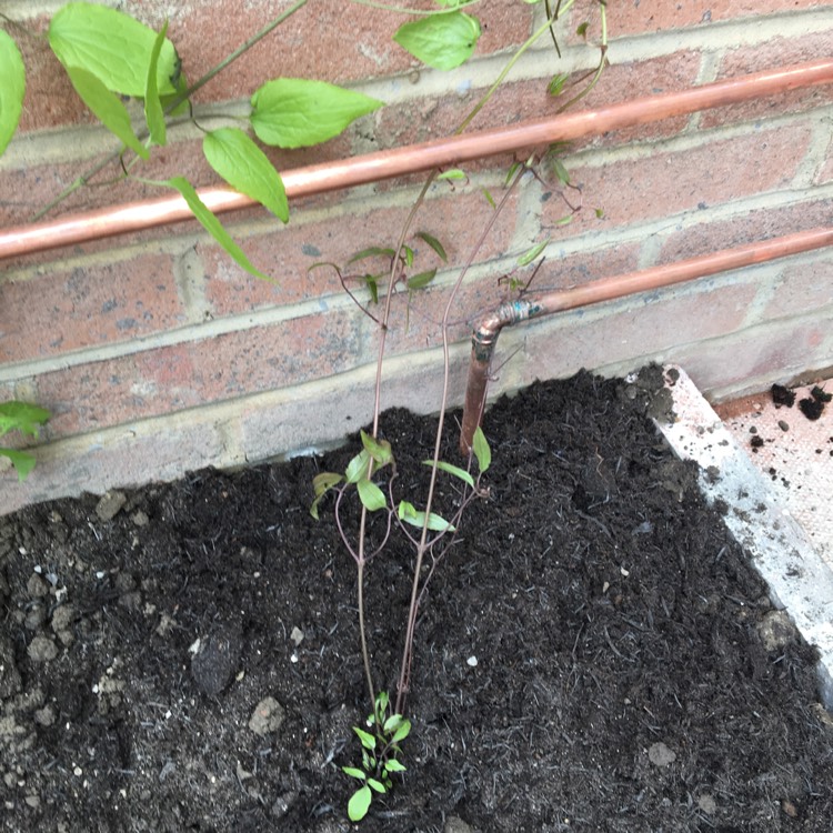 plant image 369470