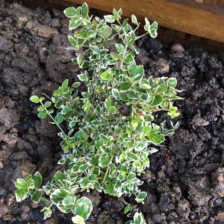 Plant image Euonymus fortunei 'Silver Queen'