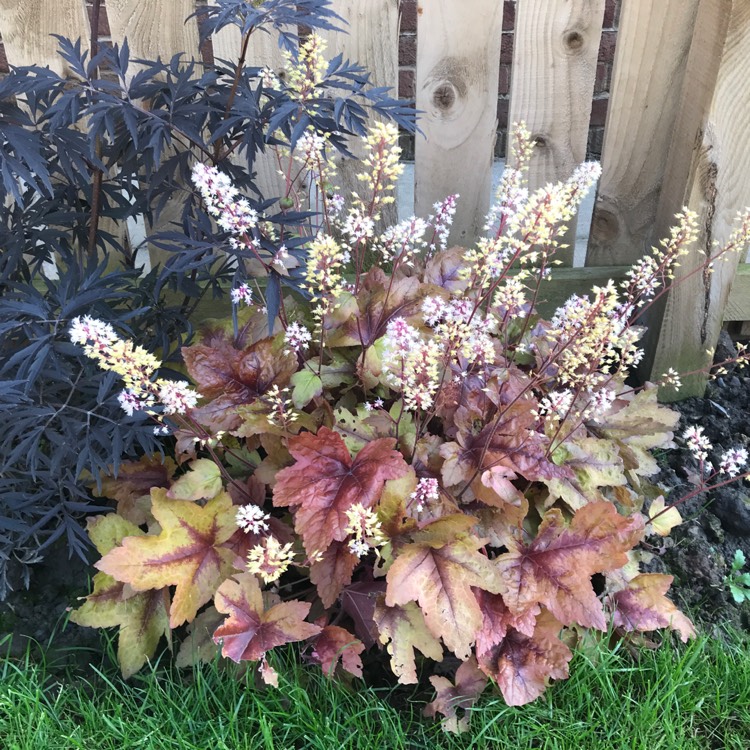 plant image 765295
