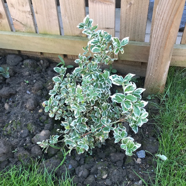 Plant image Euonymus fortunei 'Silver Queen'