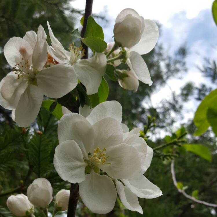 plant image 383683