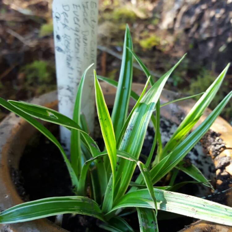 plant image 387178