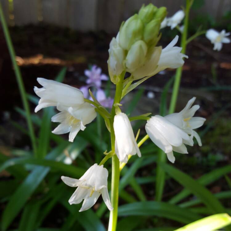 plant image 387185 plant image 387185