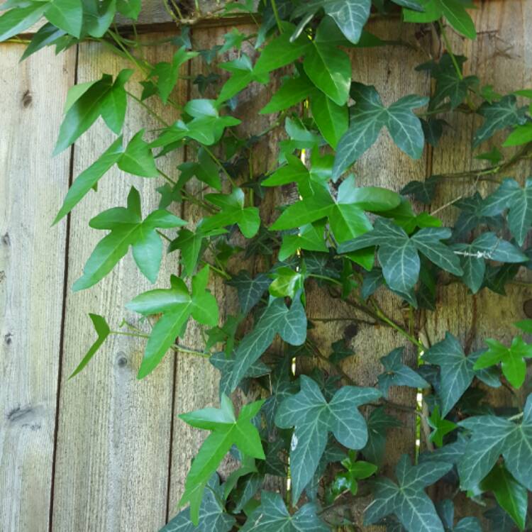 plant image 387257