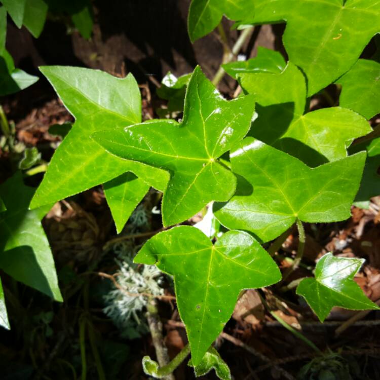 plant image 387260