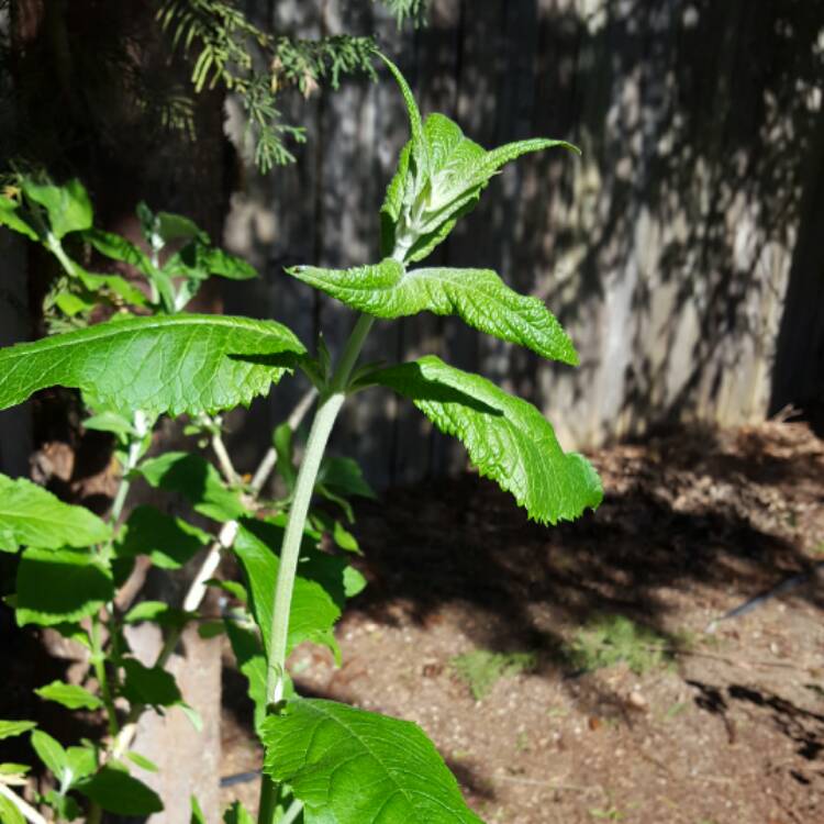 plant image 387288 plant image 387288
