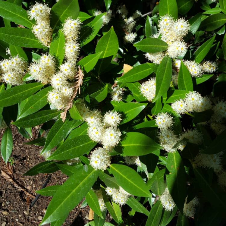 Plant image Prunus Laurocerasus 'Otto Luyken'