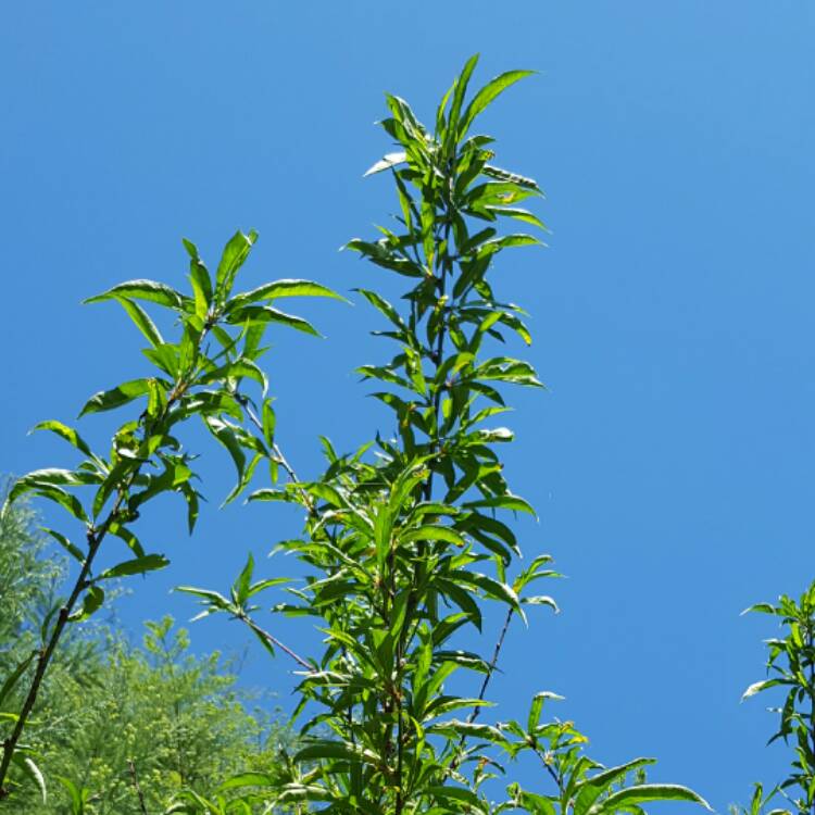 plant image 387322