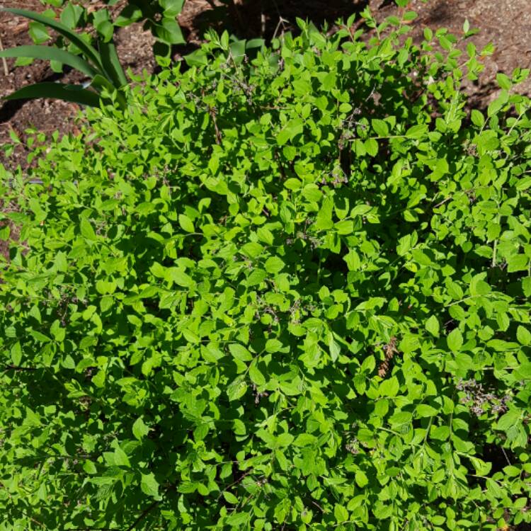 plant image 387326 plant image 387326