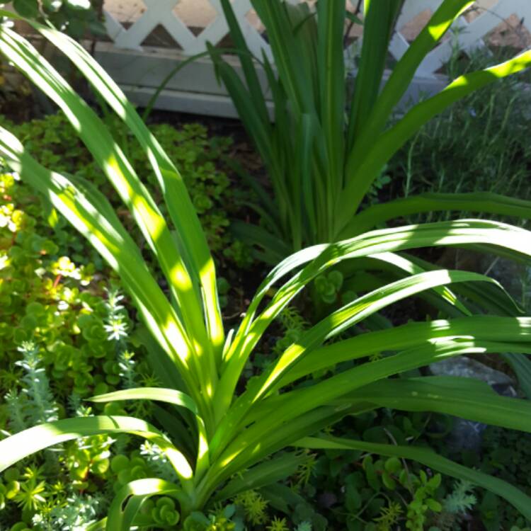 plant image 387342 plant image 387342