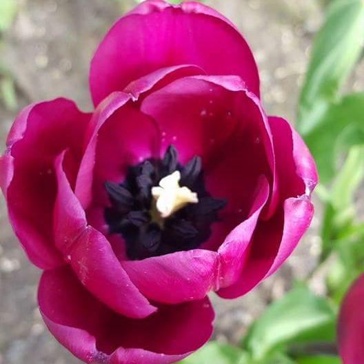 Plant image Tulipa 'Purple Flag'