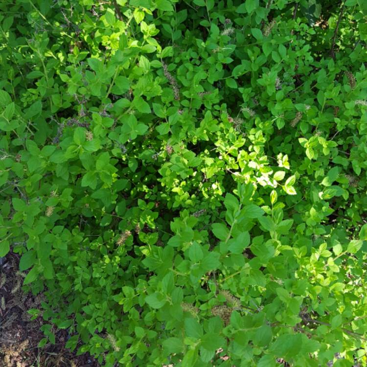 plant image 387571 plant image 387571