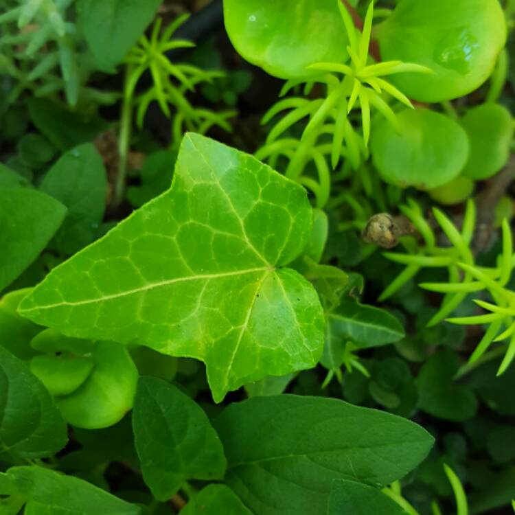 plant image 387594