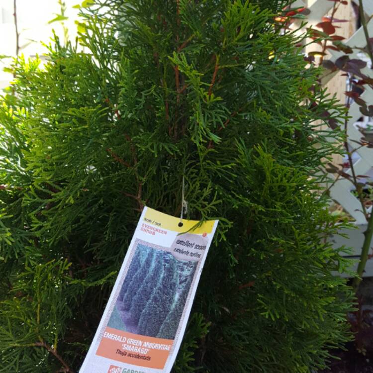 Plant image Thuja occidentalis 'Smaragd'