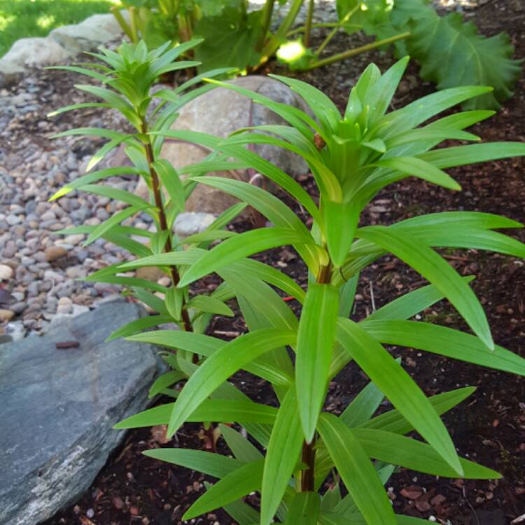 plant image 387643