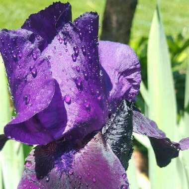Iris x germanica 'Black Tie Affair'