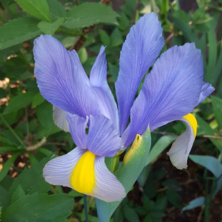 plant image 394065