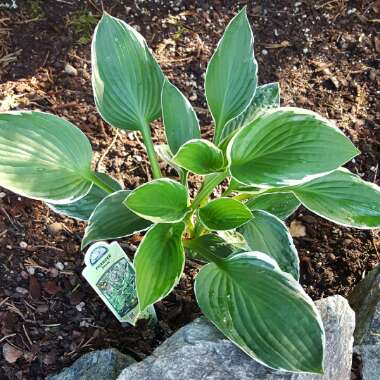 Hosta 'Francee'